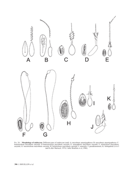 A: Microbasic Amastigophores