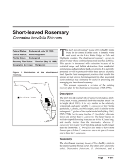 Short-Leaved Rosemary Conradina Brevifolia Shinners