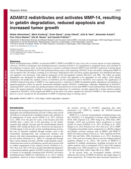 ADAM12 Redistributes and Activates MMP-14, Resulting in Gelatin