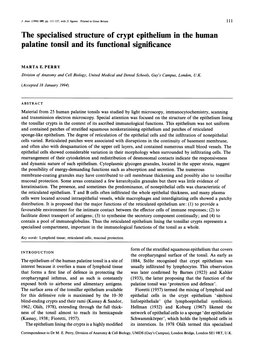 The Specialised Structure of Crypt Epithelium in the Human Palatine Tonsil and Its Functional Significance