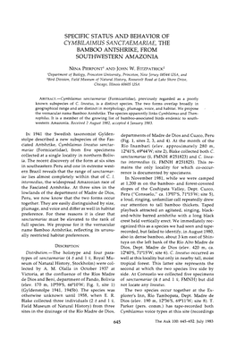 Specific Status and Behavior of Cymbilaimus Sanctaemariae, the Bamboo Antshrike, from Southwestern Amazonia