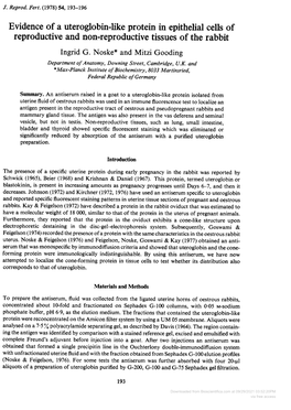 Evidence of a Uteroglobin-Like Protein in Epithelial Cells of Reproductive and Non-Reproductive Tissues of the Rabbit Ingrid G