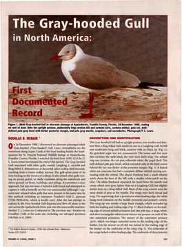 The Gray-Hooded Gull in North America: First Documented Record