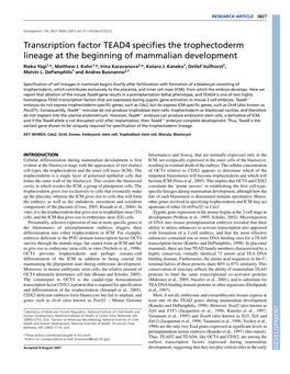 Transcription Factor TEAD4 Specifies the Trophectoderm Lineage at the Beginning of Mammalian Development Rieko Yagi1,*, Matthew J