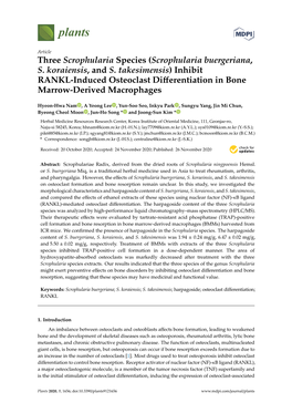 Scrophularia Buergeriana, S. Koraiensis, and S. Takesimensis) Inhibit RANKL-Induced Osteoclast Diﬀerentiation in Bone Marrow-Derived Macrophages