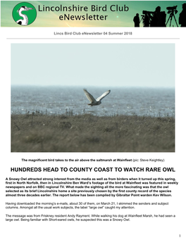 Hundreds Head to County Coast to Watch Rare Owl