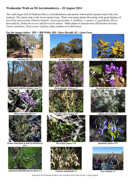 Plant List for Mt Jerrabomberra – 20 August 2014