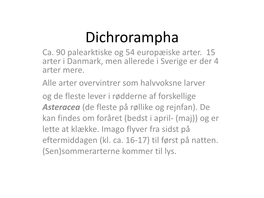 Dichrorampha Ca