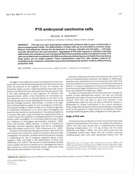 P19 Embryonal Carcinoma Cells