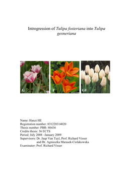 Introgression of Tulipa Fosteriana Into Tulipa Gesneriana