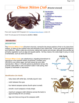 Chinese Mitten Crab (Eriocheir Sinensis)