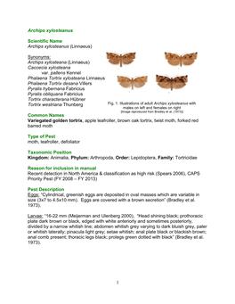 Archips Xylosteana (Linnaeus) Cacoecia Xylosteana Var