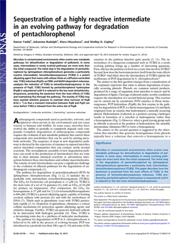 Sequestration of a Highly Reactive Intermediate in an Evolving Pathway for Degradation of Pentachlorophenol