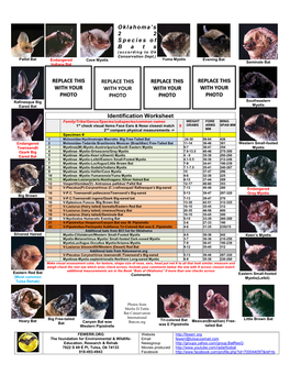 Oklahoma's 2 2 Species of B a T S Identification Worksheet REPLACE