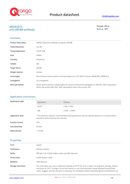 Anti-ARL8B Antibody (ARG43271)