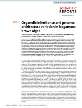 Organelle Inheritance and Genome Architecture Variation in Isogamous Brown Algae Ji Won Choi1, Louis Graf1, Akira F