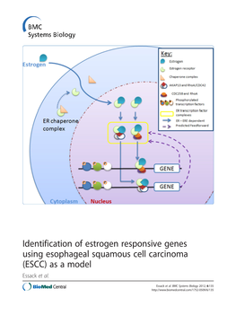 Identification of Estrogen Responsive Genes Using Esophageal Squamous Cell Carcinoma (ESCC) As a Model Essack Et Al