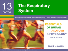 Normal Respiratory Rate (Eupnea) Is 12–18 Respirations Per Minute ▪ Hypernia Is Increased Respiratory Rate Often Due to Extra Oxygen Needs