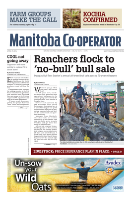 Bull Sale Ranchers Flock to up Until the Sale Day in Early Early in Day Sale April