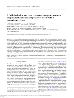 A Dolichoderine Ant That Constructs Traps to Ambush Prey Collectively: Convergent Evolution with a Myrmicine Genus