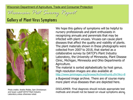 Wisconsin Pest Survey Report Gallery of Plant Virus Symptoms