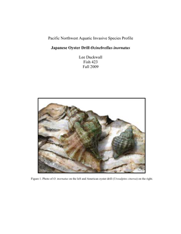 Pacific Northwest Aquatic Invasive Species Profile Japanese Oyster