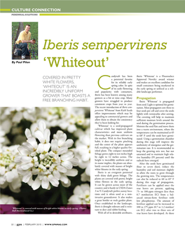 Iberis Sempervirens 'Whiteout'