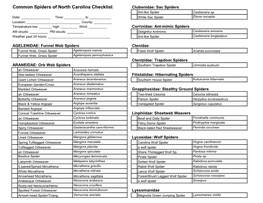 Common Spiders of North Carolina Checklist Clubonidae: Sac Spiders Ant-Like Spider Castianeira Sp