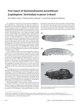 First Report of Gymnandrosoma Aurantianum (Lepidoptera: Tortricidae) in Pecan in Brazil