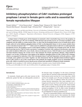 Inhibitory Phosphorylation of Cdk1 Mediates Prolonged Prophase I Arrest in Female Germ Cells and Is Essential for Female Reproductive Lifespan