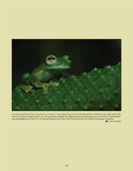 In Male Emerald Glass Frogs, Espadarana Prosoblepon, a Bony Spine Projects from Each Humeral Bone (Visible Here Just to the Inside of the Arm)