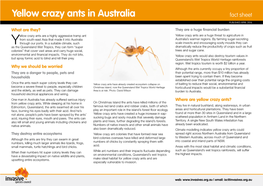 Yellow Crazy Ants in Australia Fact Sheet