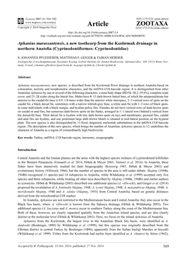 Aphanius Marassantensis, a New Toothcarp from the Kızılırmak Drainage in Northern Anatolia (Cyprinodontiformes: Cyprinodontidae)