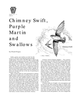 Chimney Swift, Purple Martin and Swallows