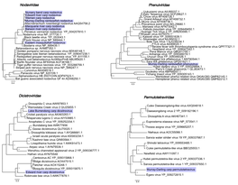 Nodaviridae Phenuiviridae Dicistroviridae Permutotetraviridae