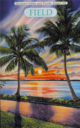 Cocoanut Palms and Florida Sunset 138