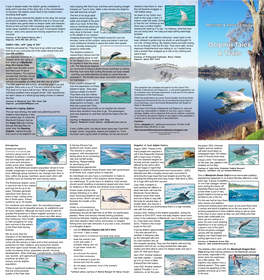 Dolphin Tales & Trails