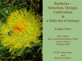 Banksia Spinulosa 'Golden Candles' Has Ornamental Leaves; in Forest Garden at Cranbourne Gardens RBG Victoria Banksia Drummondii Ssp