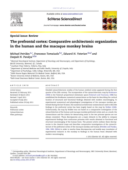 The Prefrontal Cortex: Comparative Architectonic Organization in the Human and the Macaque Monkey Brains