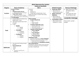 Gross Anatomy of Male Reproductive System