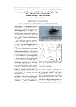 A New Record of the Spotted Bumblebee Shrimp, Gnathophyllum Elegans (Risso, 1816) (Decapoda: Gnathophyllidae) from the Aegean Sea (Izmir Bay, Turkey)