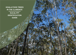 Koala Food Trees in the Clarence Eucalypt Identification Guide