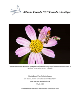 Toxomerus Geminatus, a Common and Widespread Flower Fly, Visiting Rose Coreopsis (Coreopsis Rosea), a Species of Conservation Concern in Canada