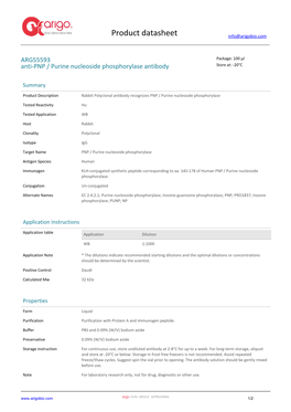 Anti-PNP / Purine Nucleoside Phosphorylase Antibody (ARG55593)