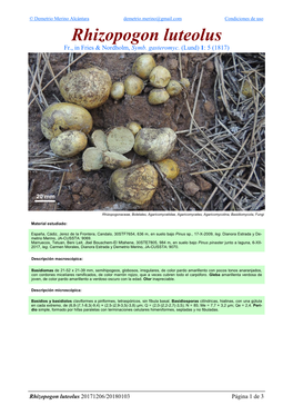 Rhizopogon Luteolus Luteolus Rhizopogon 3 De 1 Página 20171206/20180103