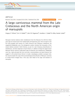 A Large Carnivorous Mammal from the Late Cretaceous and the North American Origin of Marsupials