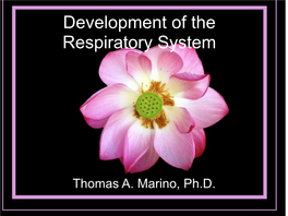 7 Development of Respiratory System and Body Cavities