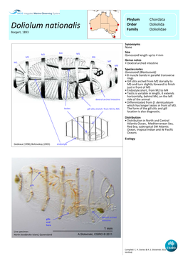 Doliolum Nationalis Family Doliolidae Borgert, 1893