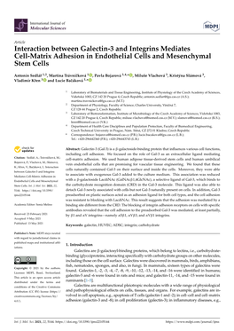 Interaction Between Galectin-3 and Integrins Mediates Cell-Matrix Adhesion in Endothelial Cells and Mesenchymal Stem Cells