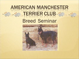 AMERICAN MANCHESTER TERRIERCLUB Breed Seminar